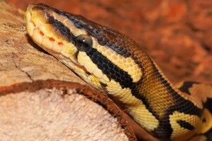 Для 13 бездомних пітонів в Україні шукають оселю: змій віддадуть безплатно