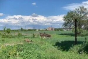 Біля Луцька помітили двох лосів (Відео)