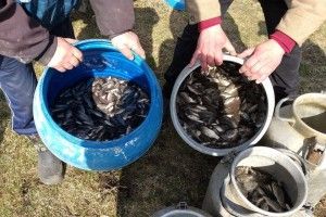 100 кг карасів знайшли собі домівку