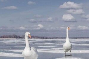 Допомога крилатим красеням: як на Волині рятують лебедів від голоду