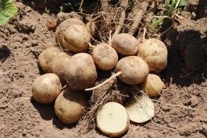 На Волині збудують передову лабораторію із сортопоновлення насіння картоплі