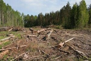 Лісгосп  на Волині завдав шкоди довкіллю на 150 тисяч гривень 