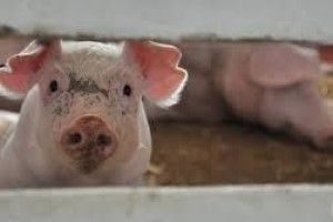 Представники  Євросоюзу боролися на Рівненщині із чумою