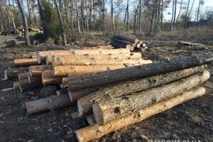 На Волині судитимуть лісгосп через незаконну вирубку сосен на понад пів мільйона гривень