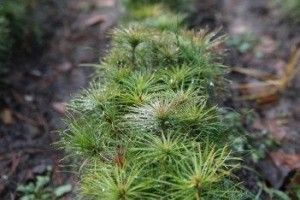 У лісових розсадниках Волині найбільше виростили сіянців сосни та дуба