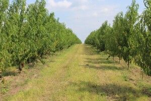 Волинський персиковий сад дав перші плоди