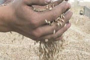 ЗЕРНО МАЄМО КРАЩЕ, А ПРОДАВАТИ НІКОМУ