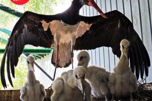 У Київському зоопарку з’явилися на світ четверо рідкісних чорних лелечат (фото)