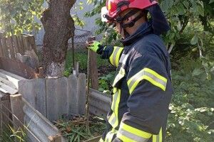 На подвір’ї волинян виловили плазуна