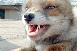 МИСЛИВЕЦЬ ВПОЛЮВАВ СКАЖЕНУ ЛИСИЦЮ