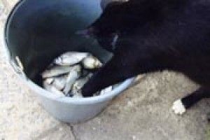 ФОТО НА КОНКУРС: Боніфацій на рибалці