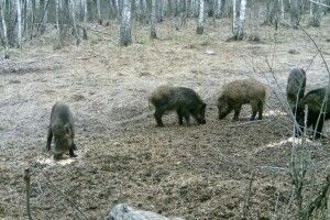 Камери у волинських лісах зафіксували сірих журавлів (Фото) 