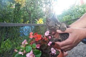 Лучанам пропонують стати власниками маленьких «тигрів» (Фото)