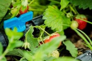 Тисячі волинян лишилися без роботи: у Польщі померзли лохина та суниці, а також постраждали від заморозків яблуні, черешні, абрикоси та сливи