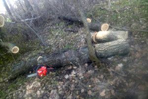 На Рівненщині двох селян «застукали» під час крадіжки дубового лісу (фото)
