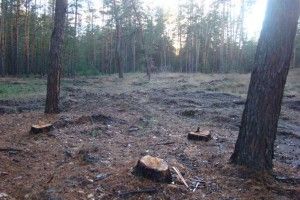 Зникли безслідно... 104 сосни