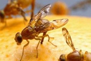 До України їхали мандарини, заражені небезпечною мухою