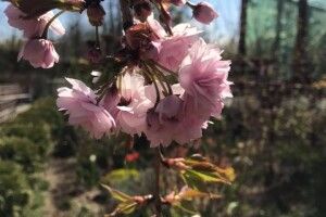 У Луцькому зоопарку розквітла сакура (фото)