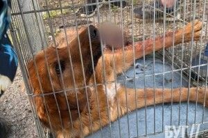 У Нововолинську просять добрих людей прихистити собаку, яку збив автомобіль