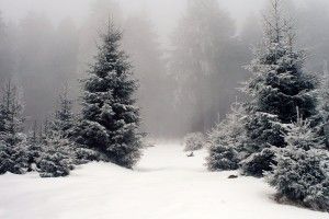 У Києві вже з другого січня прийматимуть на переробку новорічні ялинки