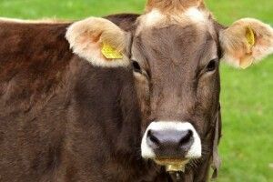 На українській фермі працюватимуть роботи