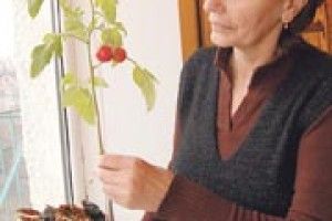 ДИВА ПРИРОДИ: закортіло помідорам у музей