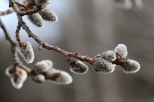 Якою буде погода на Волині у Вербну неділю