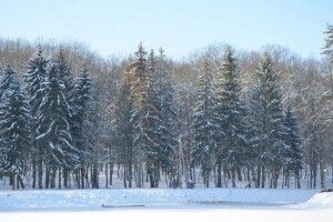 На Волині знайшли три ділянки пралісу і взяли його під охорону