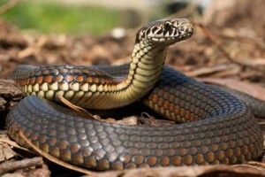 Волинянин, якого вкусила змія, забрав її собі у… кишеню