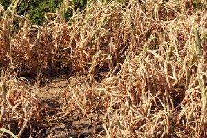 Цибулі як не було