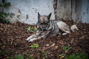 У Луцьку оголошено конкурс на кращого господаря для собаки-вовкулаки на прізвисько Доріан (Фото)