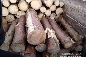 Затримали волинянина, який віз 66 колод сосни без документів (Фото)