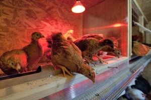 Освітлення пташника взимку