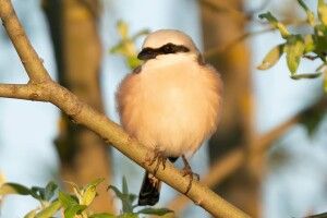 Рівненський фотомисливець «клацнув» сірого сорокопуда (Фото)