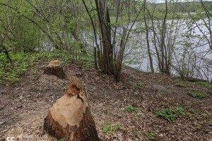 Туристів кличуть у Цуманську пущу, аби пройтися слідами бобрів (Фото)