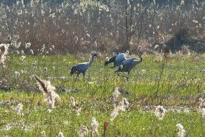 З Чортового болота – у вирій, збираються незабаром гайнути журавлі Цуманської пущі