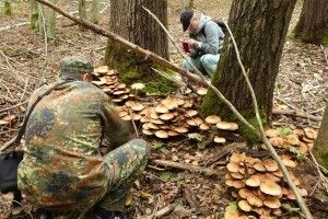 У національному парку на Волині вивчали гриби