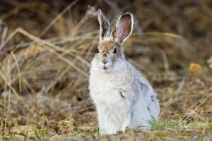 Погода на середу, 18 листопада: зайці, білки та ласки вже міняють шубки
