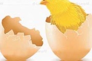 КУРЧАТ РАХУЮТЬ... НАВЕСНІ