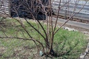 Які рослини плекати в саду між деревами?