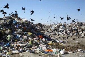 У громаді на Волині камери зафіксували сміттєвих порушників (Фото)