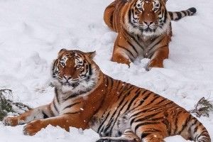 Тигри Луцького зоопарку щодня наминають по 7-12 кг м’яса та риби