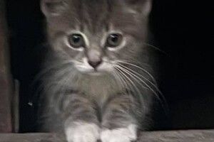 У Луцьку шукає свою Людину котодівчинка в білих шкарпетках (Фото)