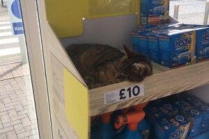 Мережу «підірвав» котяра, який сам себе продавав у супермаркеті за 10 фунтів