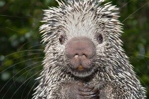 У Рівному карантинить чіпкохвостий дикобраз (Відео)