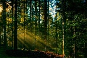 Волинські прокурори змогли повернути у держвласніть понад 21 гектар лісових земель