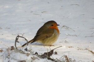 Вільшанки Цуманської пущі потягнулися ближче до людей (Фото)
