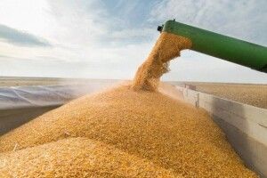 Ще одна країна може наступною розглянути заборону на імпорт зерна з України