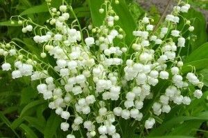 На вулицях Луцька з'явилися квітникарки з букетиками конвалій