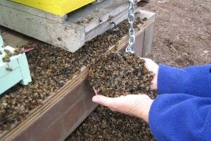 Хто винен у масовій загибелі бджіл на Поліссі?